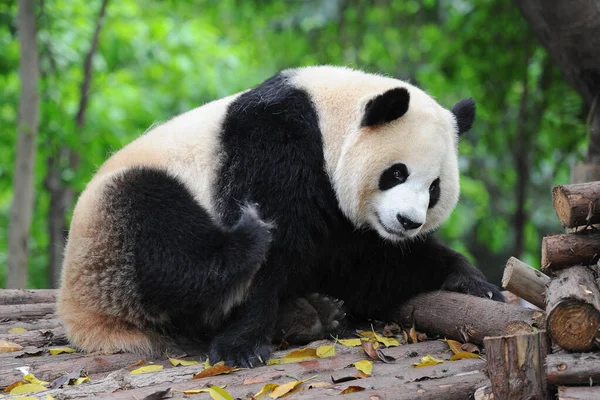 Niedlicher Riesenpandabär — Stockfoto