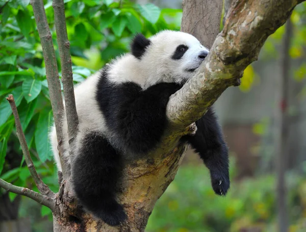 Słodkie Gigant Panda Niedźwiedź — Zdjęcie stockowe