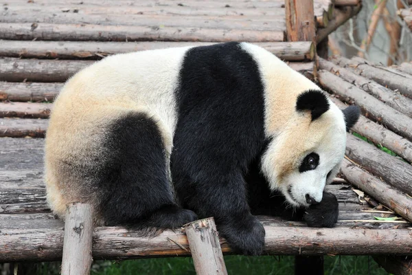 Roztomilý Obří Panda Medvěd — Stock fotografie