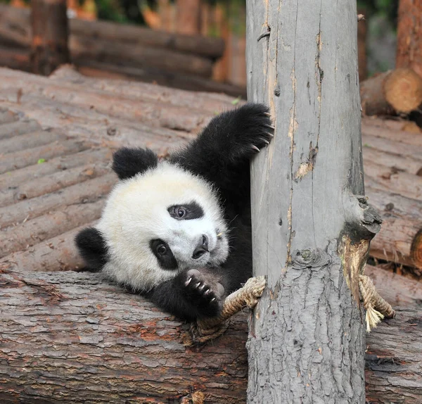 Söt Jättepanda Björn — Stockfoto