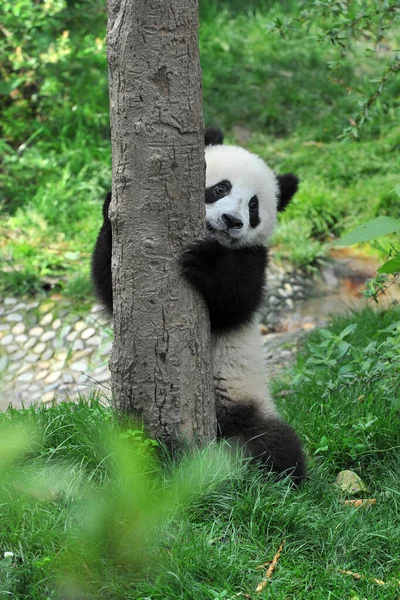 Słodkie Gigant Panda Niedźwiedź — Zdjęcie stockowe