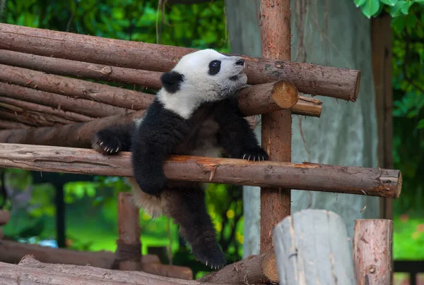 Niedlicher Riesenpandabär Blieb Stecken — Stockfoto