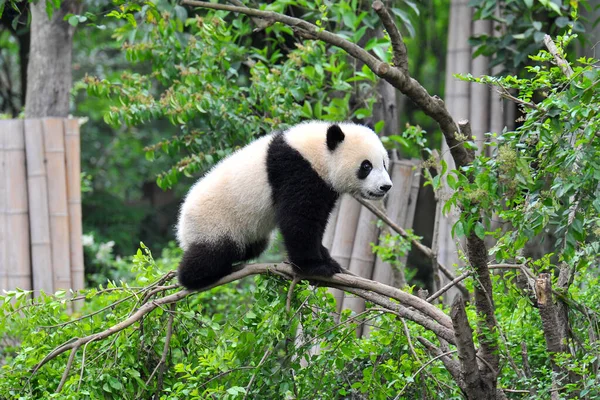 Urso Panda Gigante Escalando Árvore — Fotografia de Stock