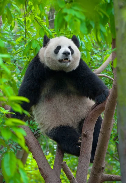Oso Panda Gigante Trepando Árbol — Foto de Stock