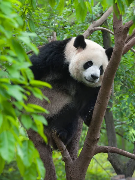 大熊猫熊爬到树上 — 图库照片