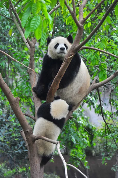 Urso Panda Gigante Bonito — Fotografia de Stock