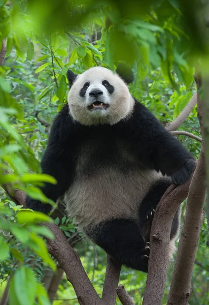 Słodkie Gigant Panda Niedźwiedź — Zdjęcie stockowe