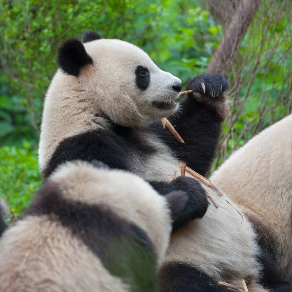 可爱大熊猫吃竹子 — 图库照片