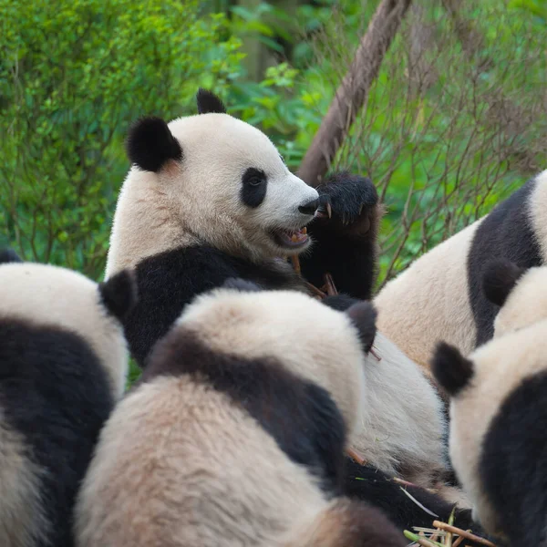 Cute giant panda bear eating bamboo