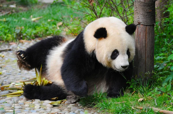 かわいいパンダ熊 — ストック写真