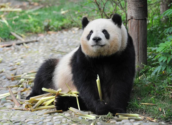 可爱的大熊猫熊 — 图库照片