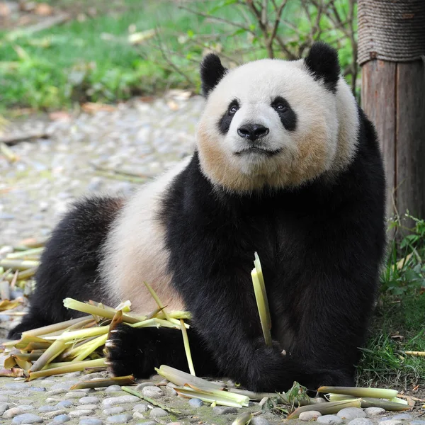 Cute Giant Panda Bear Eating Bamboo — Stock Photo, Image