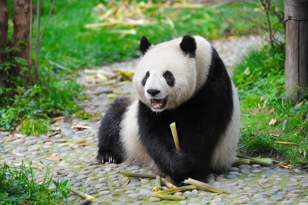 Sevimli dev panda 