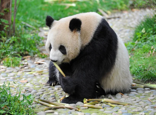 Милий Гігантський Ведмідь Панди Їсть Бамбук — стокове фото