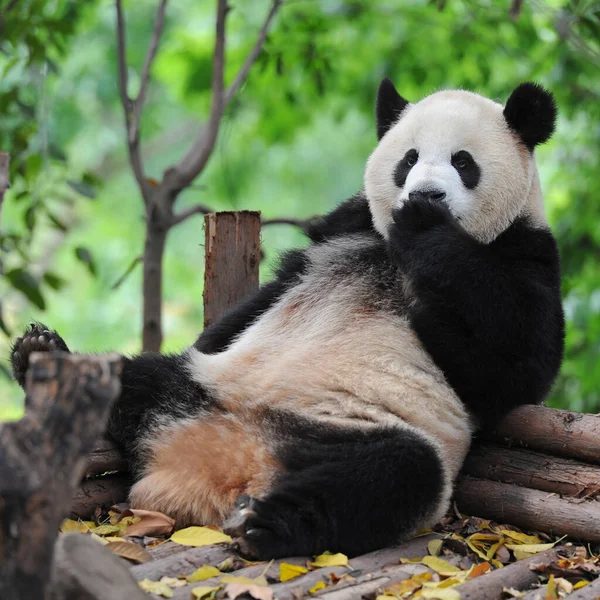 Niedlicher Riesenpandabär — Stockfoto