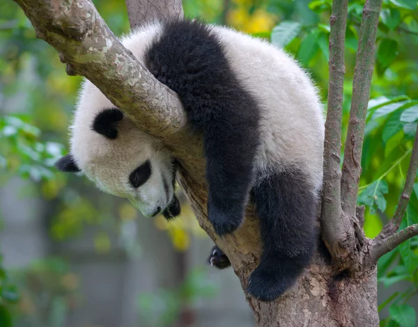 Słodkie Gigant Panda Niedźwiedź — Zdjęcie stockowe