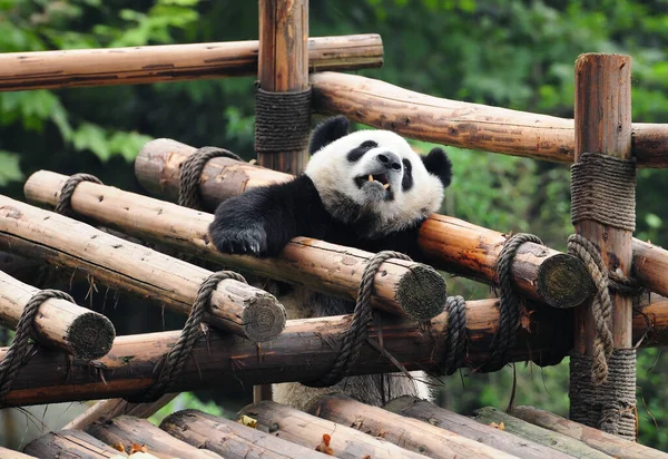 Young Panda Bear Getting Stuck Rechtenvrije Stockfoto's