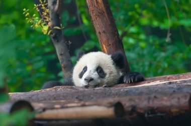 Sevimli dev panda 
