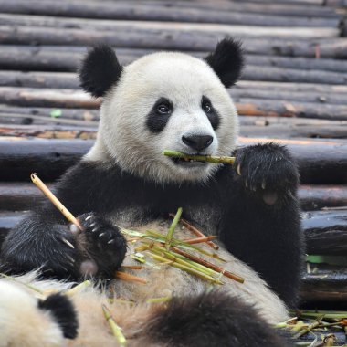 Bambu yiyen sevimli dev panda ayısı