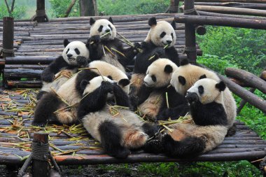 Sevimli dev panda birlikte bambu yiyor.
