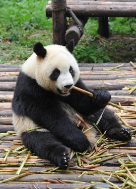 Bambu yiyen sevimli dev panda ayısı