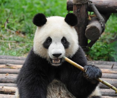Bambu yiyen sevimli dev panda ayısı