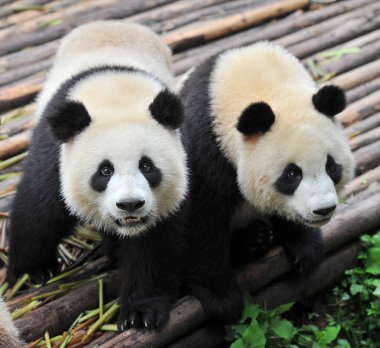 Sevimli dev panda 