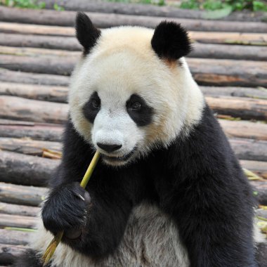 Bambu yiyen sevimli dev panda ayısı