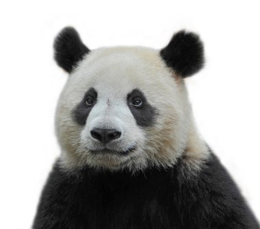 Beyaz arka planda izole edilmiş sevimli dev panda.