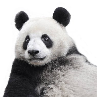 Beyaz arka planda izole edilmiş sevimli dev panda.