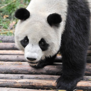 Sevimli dev panda 