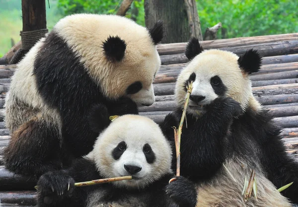 Lindo Oso Panda Gigante Comiendo Bambú —  Fotos de Stock