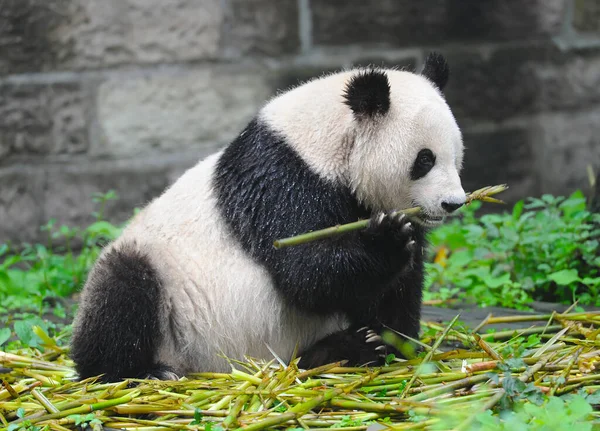 Bambu yiyen sevimli dev panda ayısı