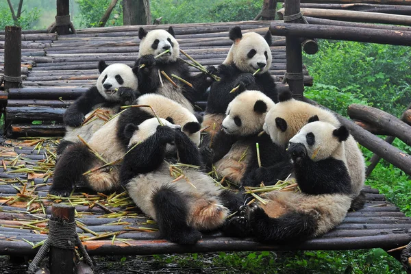 Sevimli dev panda birlikte bambu yiyor.
