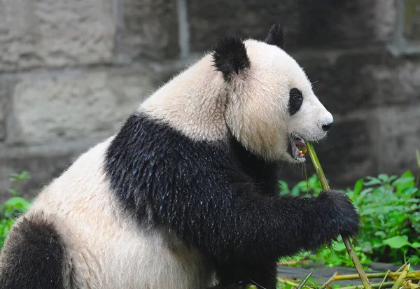 Cute giant panda bear eating bamboo