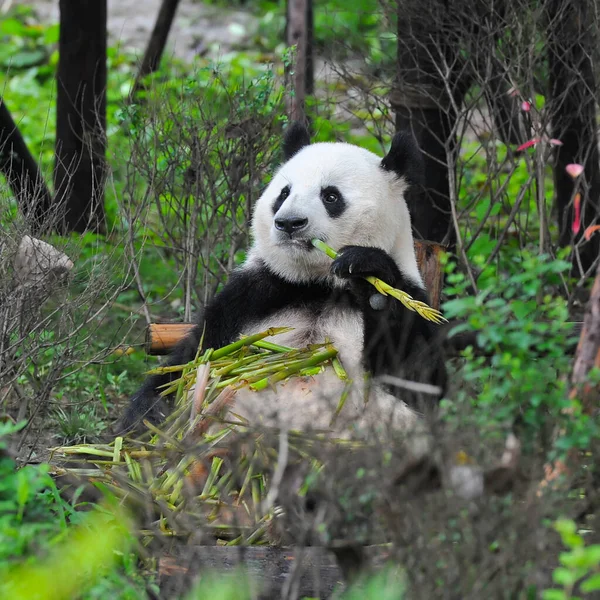 Cute Giant Panda Bear Eating Bamboo — Stock Photo, Image