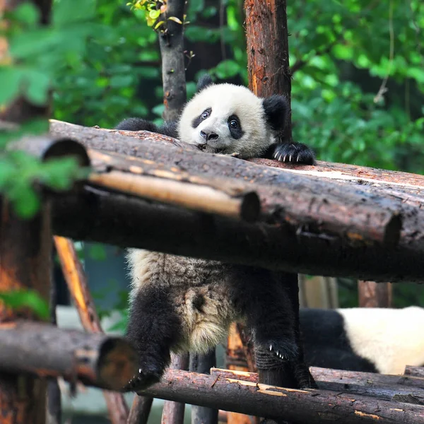 Niedlicher Riesenpandabär — Stockfoto