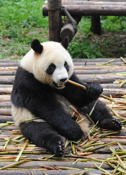 Carino Gigante Panda Orso Mangiare Bambù — Foto Stock