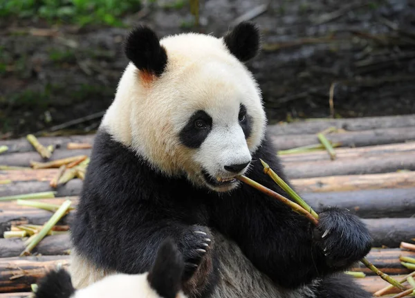 Lindo Oso Panda Gigante Comiendo Bambú —  Fotos de Stock