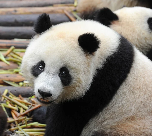 Sevimli dev panda 