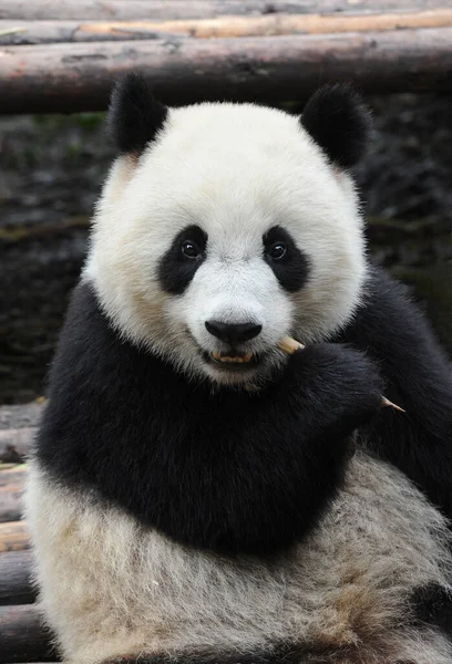 Χαριτωμένο Panda Γίγαντας Αρκούδα Που Τρώει Μπαμπού — Φωτογραφία Αρχείου