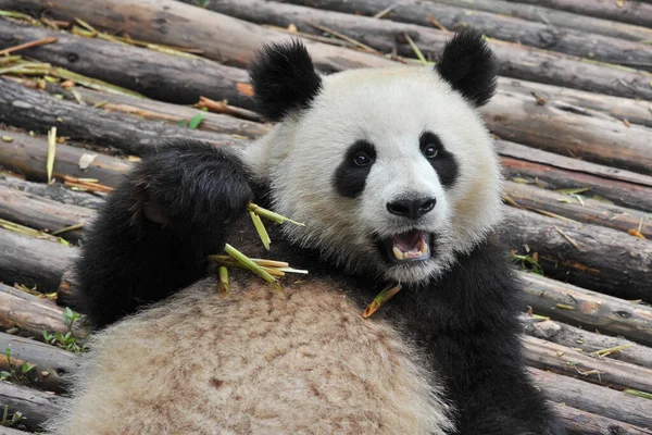 Χαριτωμένο Panda Γίγαντας Αρκούδα Που Τρώει Μπαμπού — Φωτογραφία Αρχείου