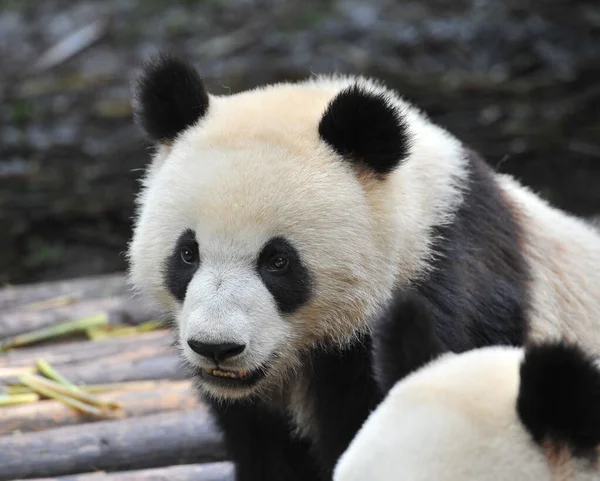 Lindo Oso Panda Gigante —  Fotos de Stock