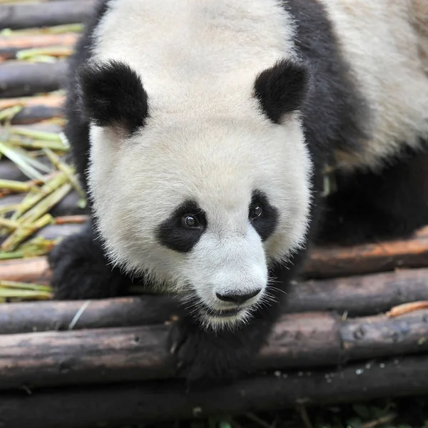 Lindo Oso Panda Gigante —  Fotos de Stock