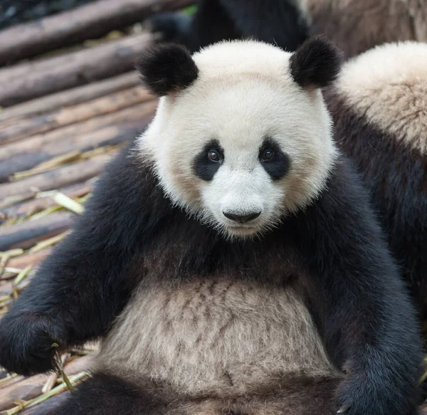 Söpö Jättiläinen Panda Karhu — kuvapankkivalokuva