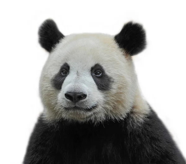 Beyaz arka planda izole edilmiş sevimli dev panda.