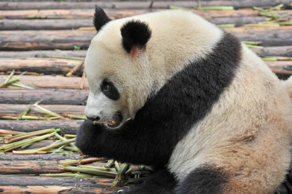 可爱大熊猫吃竹子 — 图库照片