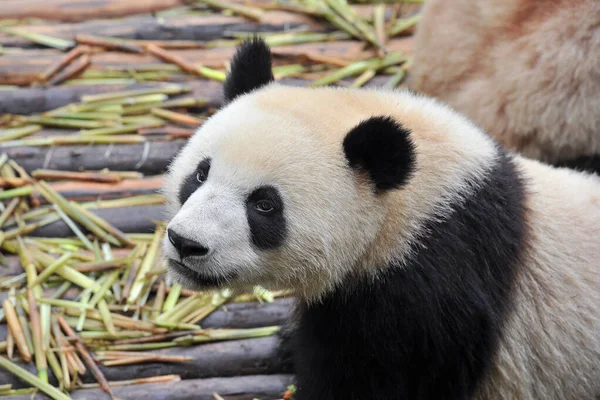 Lindo Oso Panda Gigante — Foto de Stock