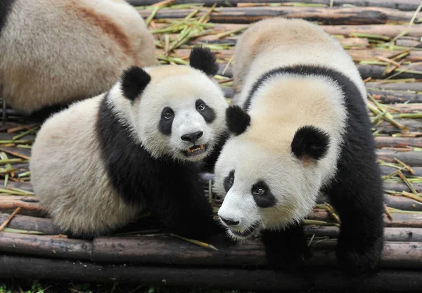 Moeder Reusachtige Panda Beer Welp — Stockfoto