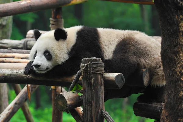 Roztomilý Obří Panda Medvěd Sedí Zírá — Stock fotografie